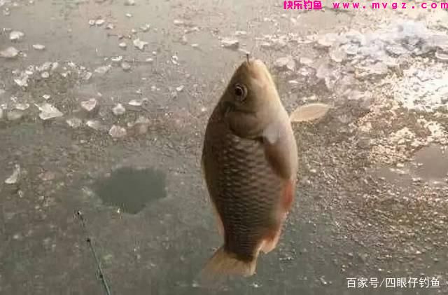 都说中午难钓鱼，三招教你破僵局(图5)