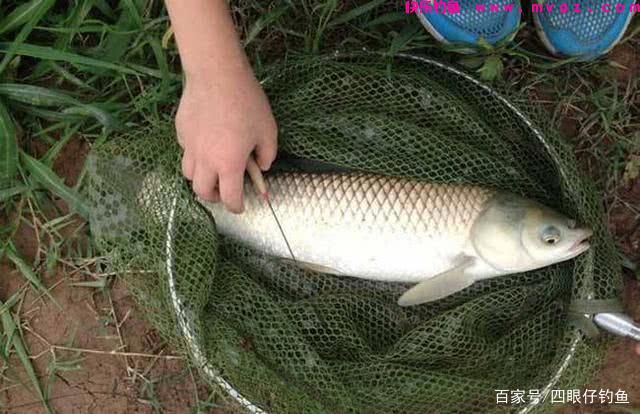 都说中午难钓鱼，三招教你破僵局(图7)