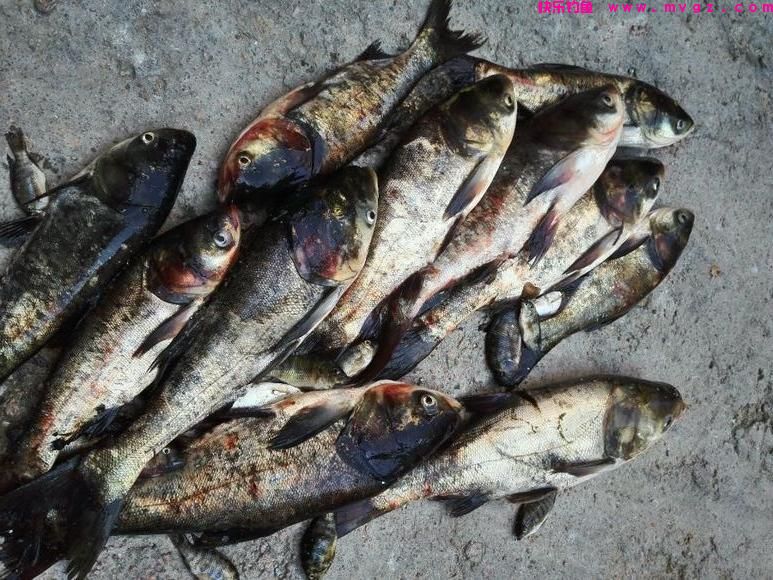钓鲢鳙鱼我只用这三招,多一招我都懒得用,因为我会用鱼获证明(图8) 钓鲢鳙鱼我只用这三招,多一招我都懒得用,因为我会用鱼获证明(图8)