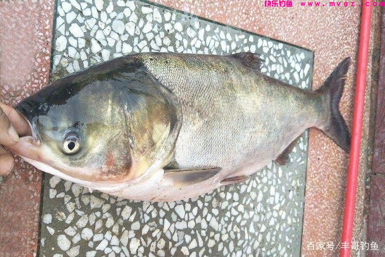 钓鲢鳙要注意的几点，想要鲢鳙钓的大这点很重要