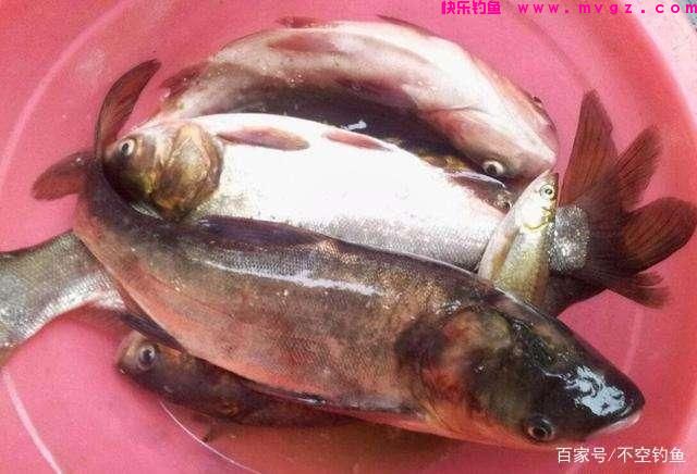 最详细的手竿钓鲢鳙攻略，满满的细节，爆护如此简单！(图1)