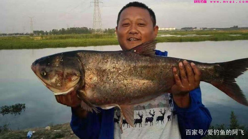 钓胖头鱼怎么调漂！(图3)