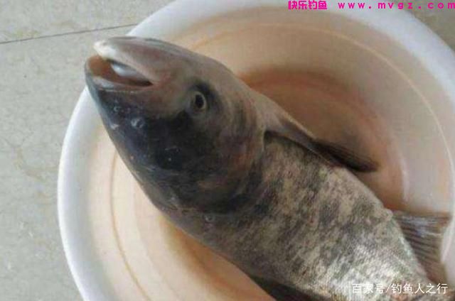 不得不承认，自从用了这鲢鳙钓法，鲤鱼再大都不想钓，莫透露哦(图3)