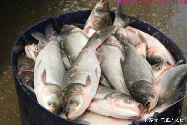 不得不承认，自从用了这鲢鳙钓法，鲤鱼再大都不想钓，莫透露哦(图4)