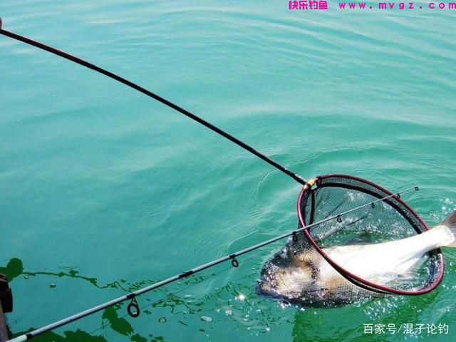 夏天野钓鲢鳙全攻略，大鱼入护很轻松(图1)