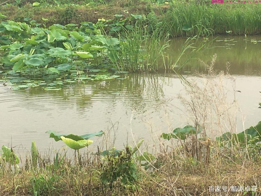 野钓鲢鳙，新手入门，解密新手不太了解的内容，对你中鱼有帮助(图1)