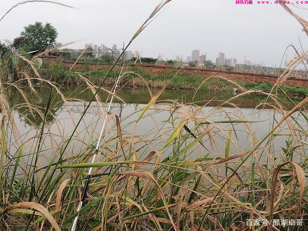 野钓鲢鳙，新手入门，解密新手不太了解的内容，对你中鱼有帮助(图4)