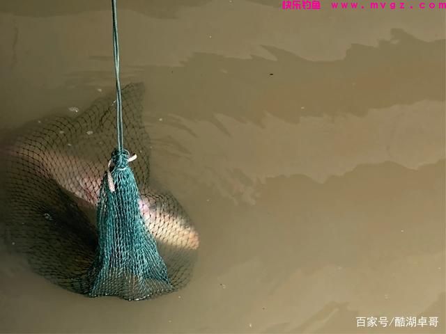 手竿钓鲢鳙，如何才可以提高正口率，这个方法很容易掌握(图2)