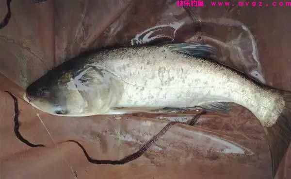 夏季鲢鳙很好钓，学会这些方法，鲢鳙连竿上，渔获差不了(图6)