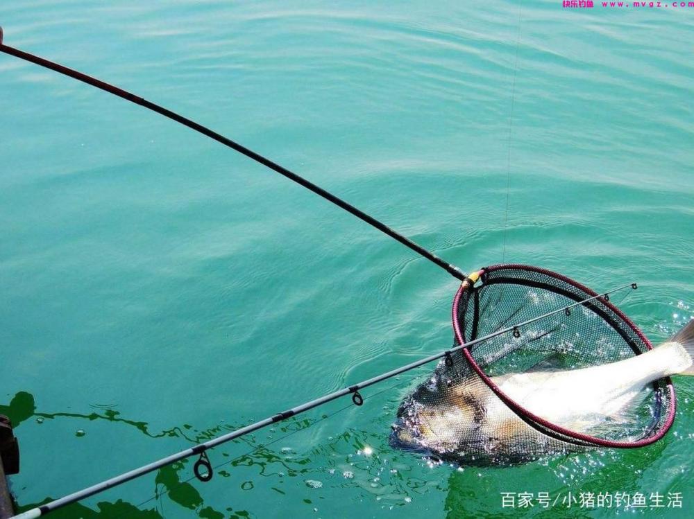 为什么夏天容易钓鲢鳙？怎么钓？(图4)