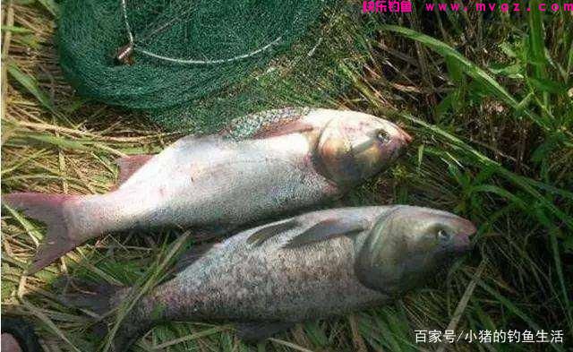 为什么夏天容易钓鲢鳙？怎么钓？(图2)