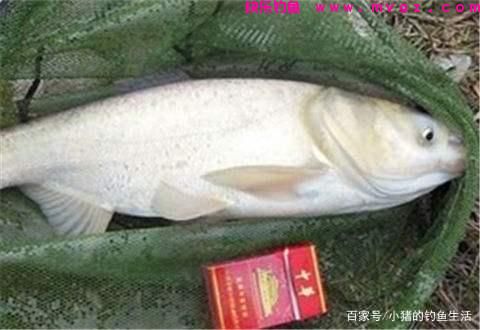 为什么夏天容易钓鲢鳙？怎么钓？(图3)