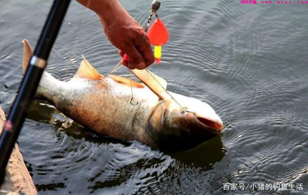为什么夏天容易钓鲢鳙？怎么钓？(图5)