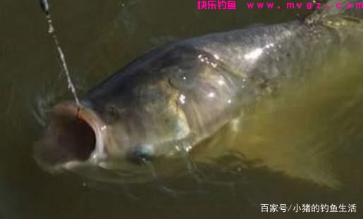为什么夏天容易钓鲢鳙？怎么钓？(图6)