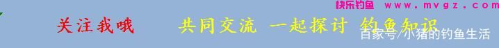 为什么夏天容易钓鲢鳙？怎么钓？(图10)