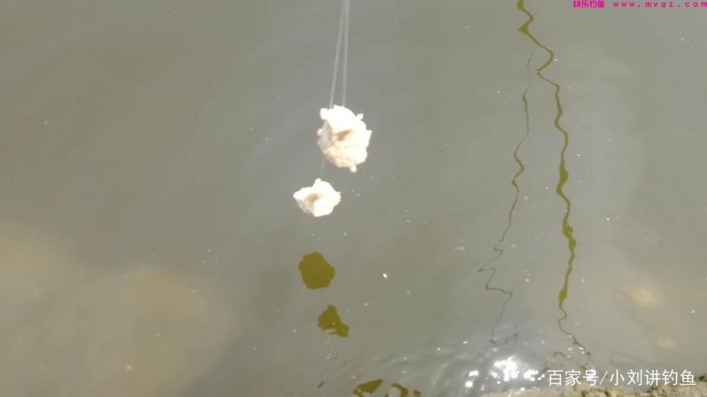 夏季手竿钓鲢鳙，为何你的鲢鳙饵总是一抛就掉，问题就出在这！(图1)