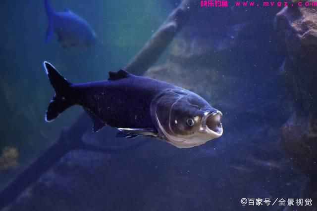 夏天来了可以钓鲢鳙了，这2种最稳当，最高效的方法介绍给你(图1)