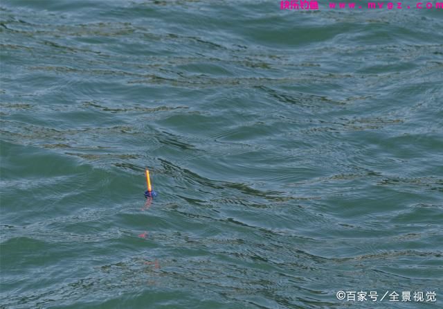 实战经验分享，这样垂钓鲢鳙，效果更好，渔获更多(图4)