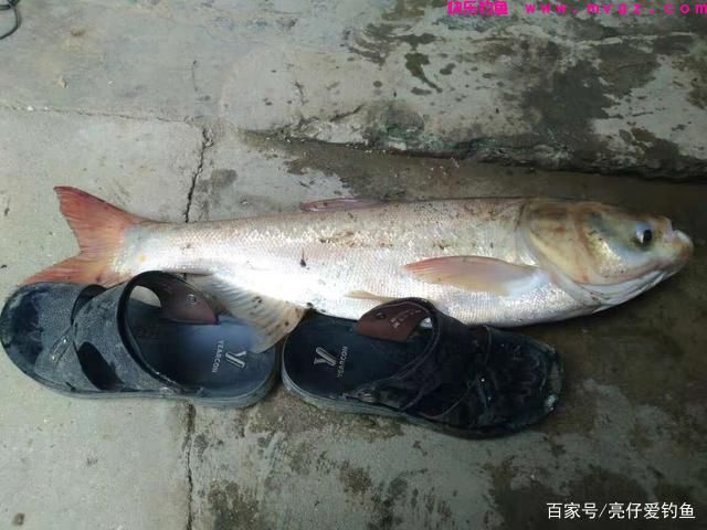 实战经验分享，这样垂钓鲢鳙，效果更好，渔获更多(图5)