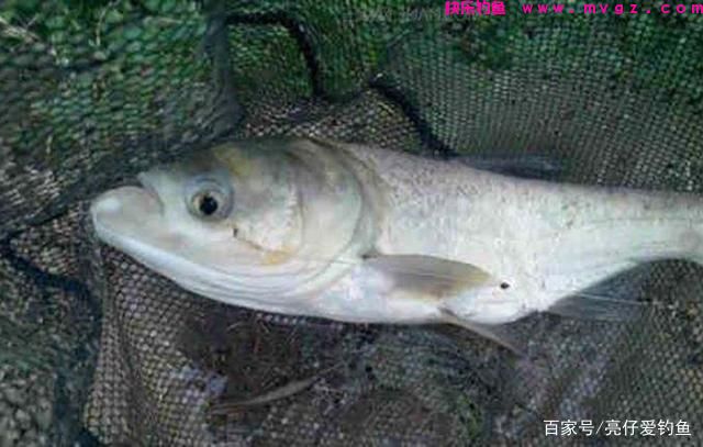 实战经验分享，这样垂钓鲢鳙，效果更好，渔获更多(图3)