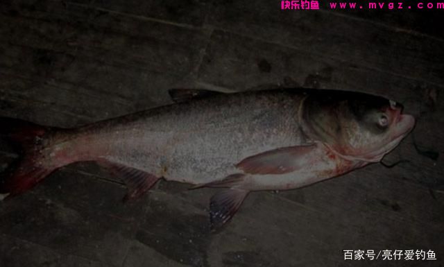 实战经验分享，这样垂钓鲢鳙，效果更好，渔获更多(图2)