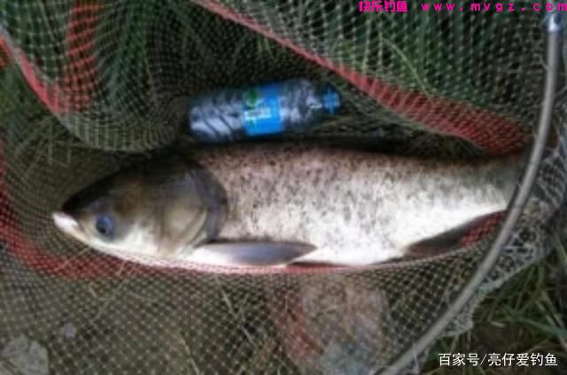 实战经验分享，这样垂钓鲢鳙，效果更好，渔获更多(图1)