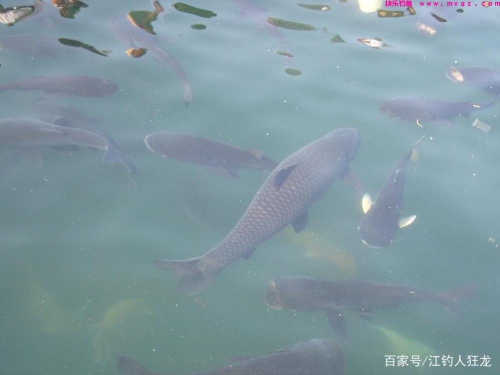 鲢鳙，就是一种呆鱼，做到这3点，钓起来压根没什么难度(图4)