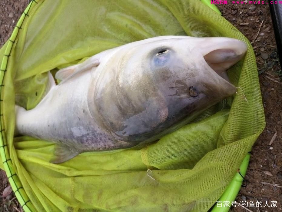 蚯蚓守钓鲢鳙，钓获一条5斤的长江鲢鳙鱼，还钓获长江野生黄辣丁(图1)