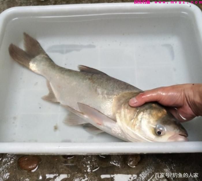 蚯蚓守钓鲢鳙，钓获一条5斤的长江鲢鳙鱼，还钓获长江野生黄辣丁(图3)
