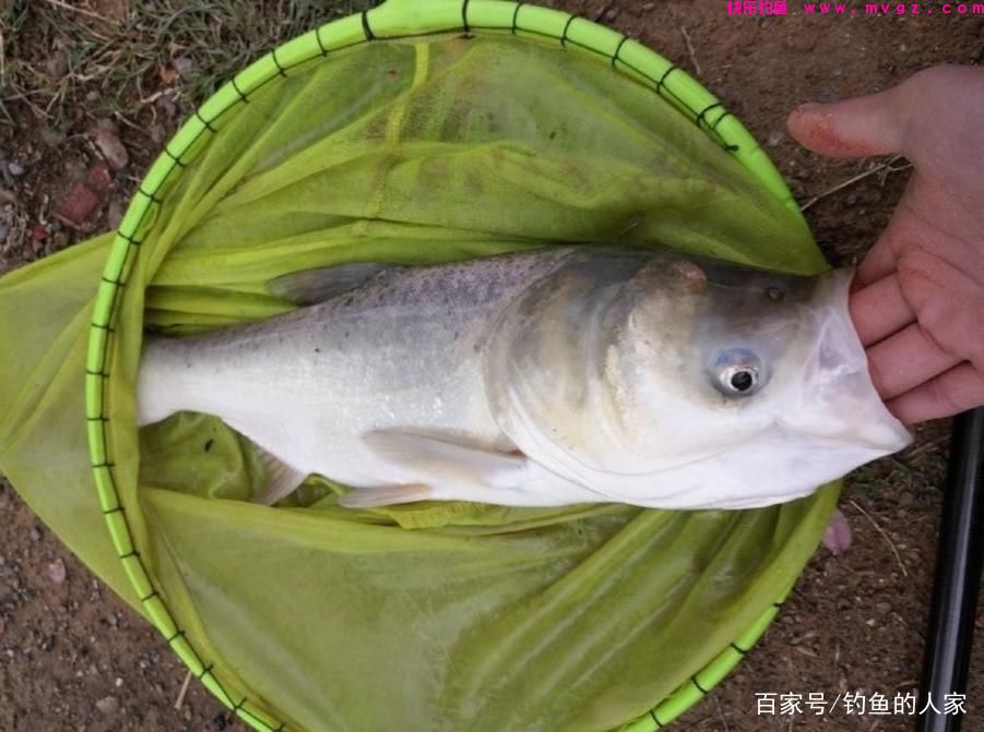 蚯蚓守钓鲢鳙，钓获一条5斤的长江鲢鳙鱼，还钓获长江野生黄辣丁(图2)