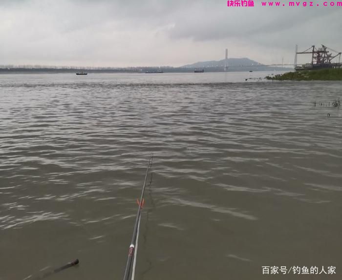 蚯蚓守钓鲢鳙，钓获一条5斤的长江鲢鳙鱼，还钓获长江野生黄辣丁(图4)