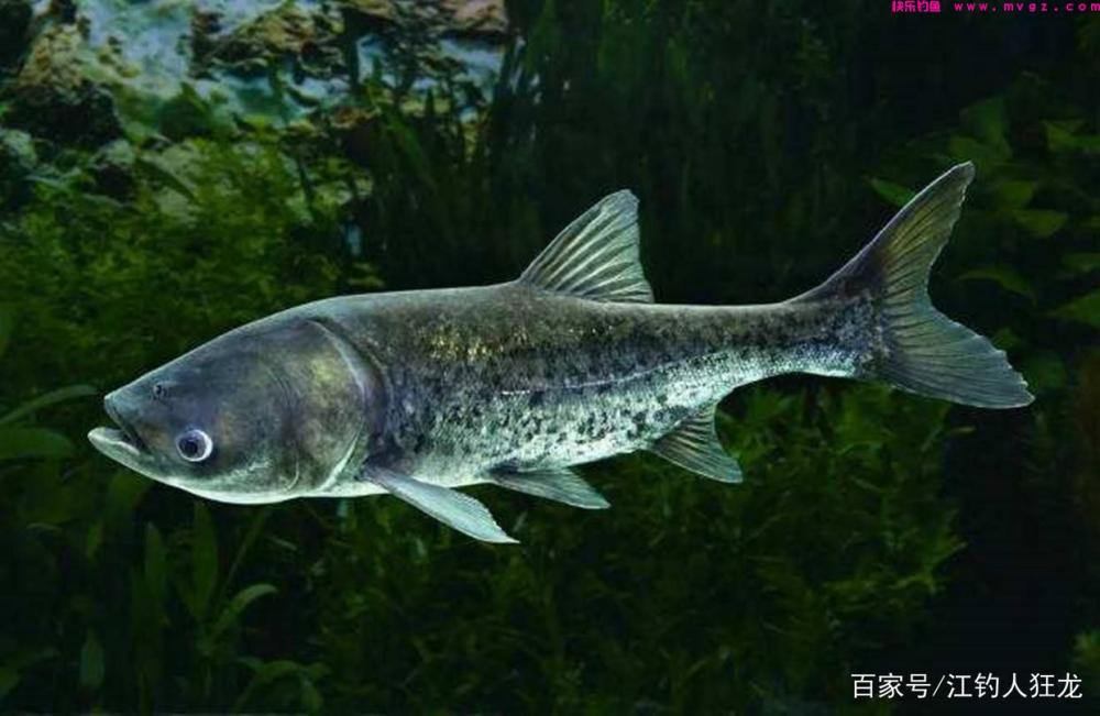 江里钓鲢鳙，掌握了这些门道，其实就是钓傻瓜鱼(图3)