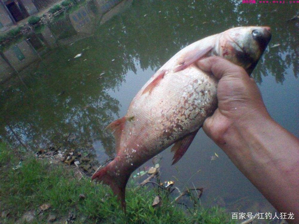 江里钓鲢鳙，掌握了这些门道，其实就是钓傻瓜鱼(图6)