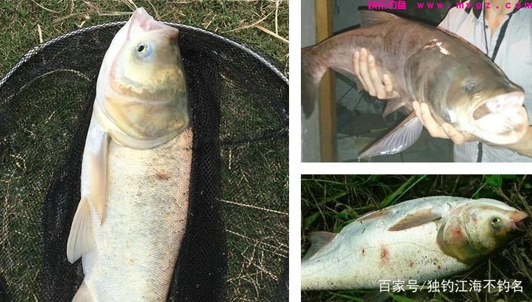 身经百战总结出来的鲢鳙钓法，想吃剁椒鱼头的快看看(图3)