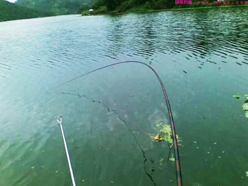 手竿钓鲢鳙其实不难，前提是得掌握这些技巧(图2)