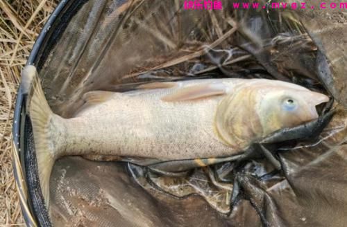 野钓火力全开的鲢鳙秘技，5-10斤的个体钓得手发软！(图2)