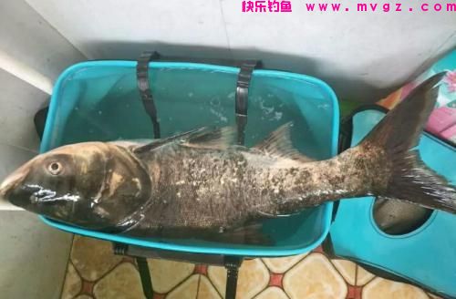 野钓火力全开的鲢鳙秘技，5-10斤的个体钓得手发软！(图3)