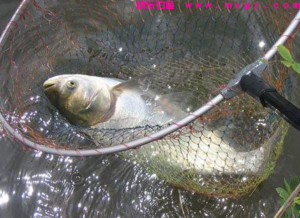 鲢鳙就该这样钓，掌握了这几个小技巧之后，轻松爆护不是梦！(图3)