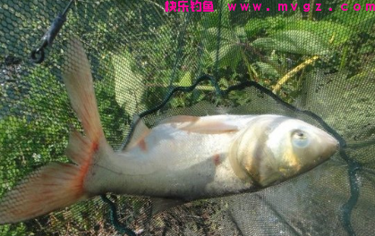 鲢鳙就该这样钓，掌握了这几个小技巧之后，轻松爆护不是梦！(图4)