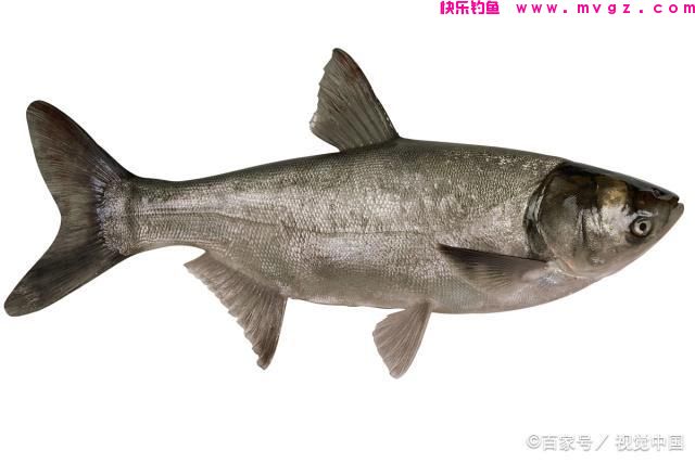 闲聊垂钓鲢鳙方法与DIY鲢鳙饵料的制作方法(图1)