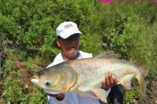 夏季钓鲢鳙并非易事，掌握这点要领，能够提高30%中鱼率(图2)