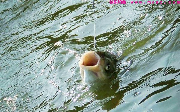 夏季钓鲢鳙并非易事，掌握这点要领，能够提高30%中鱼率(图1)
