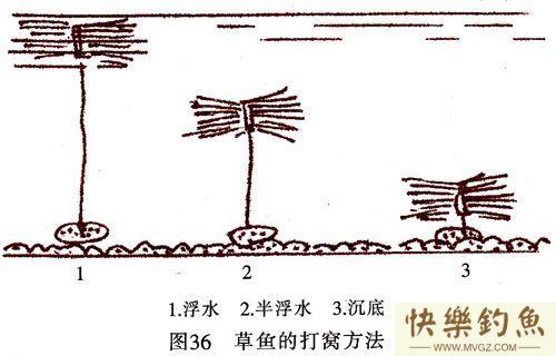 高手分享垂钓草鱼、青鱼的实用技巧[很详细](图3)