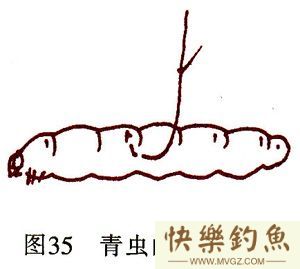 高手分享垂钓草鱼、青鱼的实用技巧[很详细](图2)