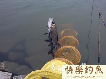 如何钓鱼系列之如何垂钓青鱼（习性钓法）(图1)