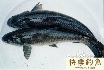 如何在冬天钓青鱼的一些技巧分享(图1)