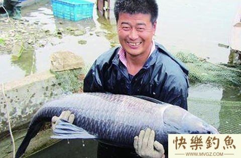 各地高手分享钓大青鱼的技巧(图1)