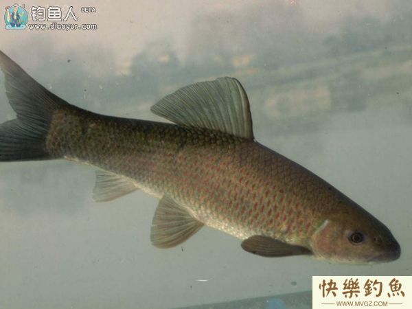 钓青鱼咬钩的浮漂标相特征详解(图1)