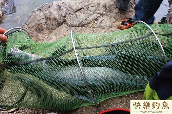 钓青鱼的四大要点及五大引遛技巧详解(图1)