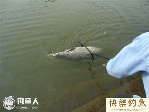 手竿钓青鱼的钓具选择与遛鱼技巧(图1)